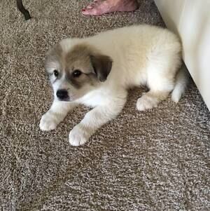 Meet your Posher, Rich